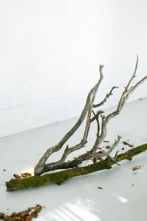 Wedding decor. The decor of wood on the floor. The tree on the floor. The bark on the white floor. Decor in eco-style .の写真素材