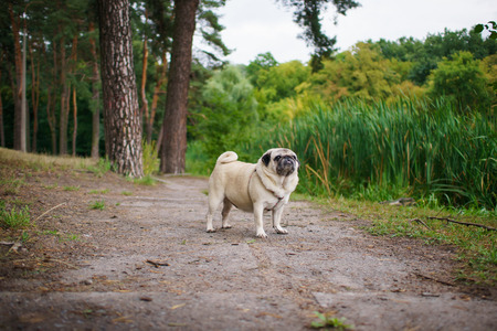Little fat pug walking in a summer park の写真素材