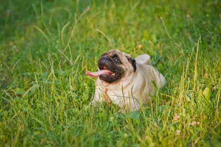 Funny pug lying on a grass in a summer park の写真素材