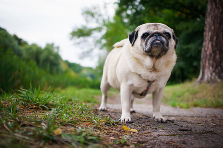 Little fat pug walking in a summer park の写真素材