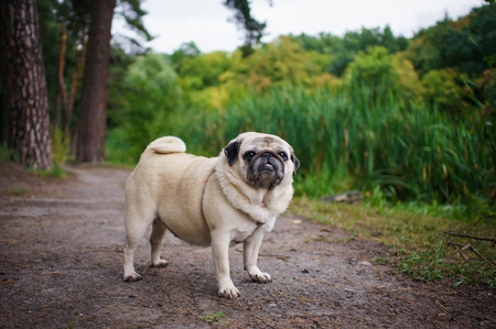 Little fat pug walking in a summer park の写真素材