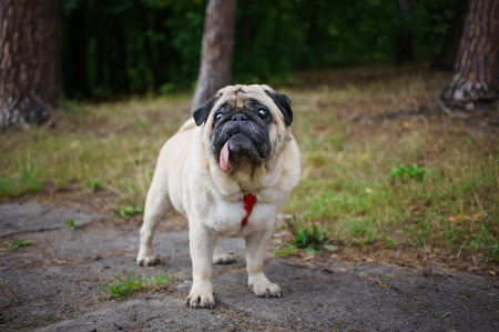 Little pug walking in autumn park and looking up  Image with copy space の写真素材