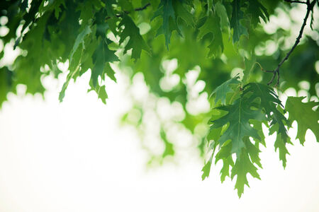 Green leaves on a cloudy day useful as background の写真素材