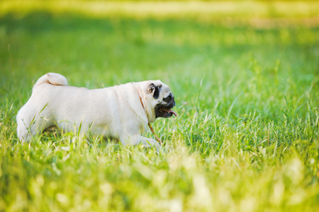 Funny pug walking in a summer park.の写真素材