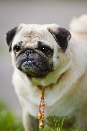 A pug walking in summer park.の写真素材