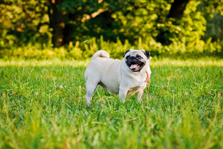 Funny pug walking in a summer park at sunset.の写真素材