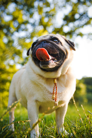 Funny pug walking in a summer park at sunset.の写真素材