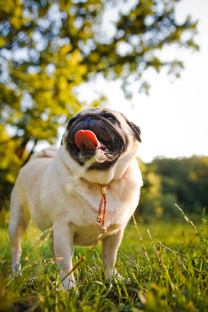 Funny pug walking in a summer park at sunset.の写真素材