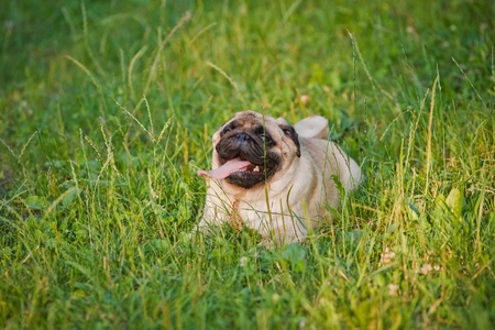 Funny pug lying on a grass in a summer park.の写真素材