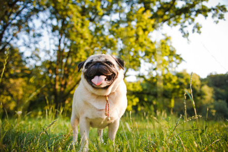 Funny pug walking in a summer park at sunset.の写真素材