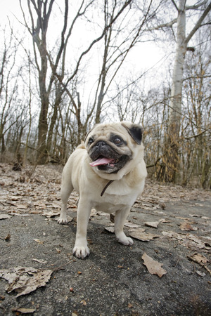 Funny fawn pug walking in park.の写真素材