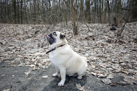 Funny Fawn Pug Walking in Park.の写真素材