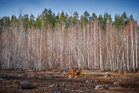 Cutting in a pine forest useful as background.
