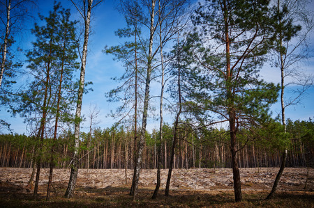 Felling of the forest, afternoon, in spring.
