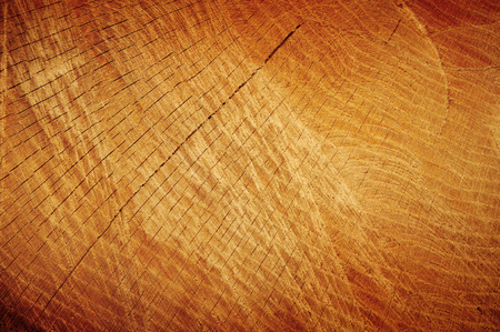 Old tree trunk texture useful as background.の写真素材