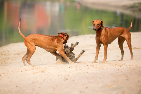 Three purebred dogs walking and playing on the bank of a pond.の写真素材