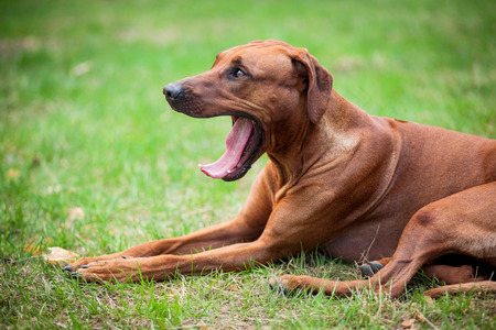 Rhodesian ridgeback lying in the grass and yawning.