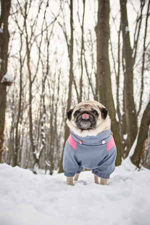 A little smiling pug walking in a winter park at sunset and licking his nose.の写真素材