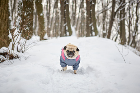 Little Pug Outdoorsの写真素材