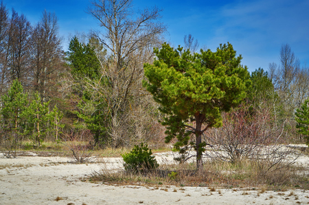Pine and willow trees on a beach in springtime.の写真素材