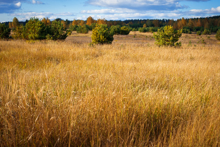 Young pines and yellow grass on the edge of the forest on a sunny autumn day.の写真素材
