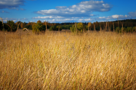 Yellowed grass on a meadow on a sunny autumn day. Forest in the background. Focus on the grass. Useful as texture or background.の写真素材
