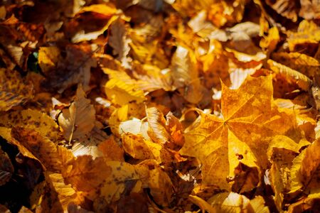 Fallen leaves in the autumn forest. Soft focus. Useful as texture or background.の写真素材