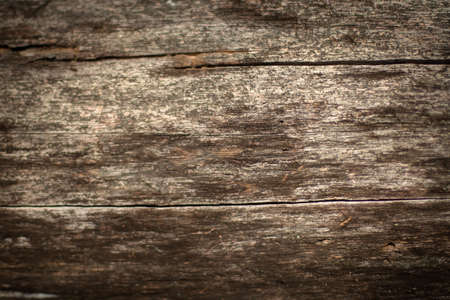 Wood bark texture useful as background.の写真素材