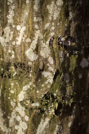 Wood bark texture useful as background.