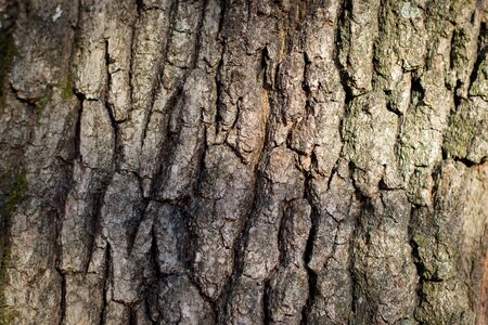 Wood bark texture useful as background.の写真素材