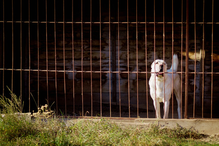 The alabai (central asian shepherd dog) standing behind bars in an enclosure.