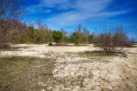 Pine and willow trees on a beach in springtime.の写真素材