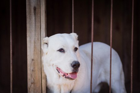 The alabai (central asian shepherd dog) standing behind bars in an enclosure.の写真素材
