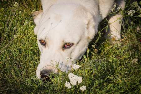 The alabai (central asian shepherd dog) lies in the grass.