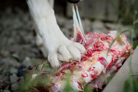 Close-up of he alabai (central asian shepherd dog) eating a piece of meat.