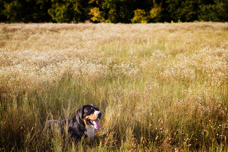 The great swiss mountain dog lying in the grass and breathes with his tongue hanging out. The picture taken in summer in a field near the forest edge.の写真素材