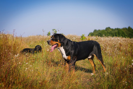 The great swiss mountain dog and labrador retriever walking in the summer field.の写真素材