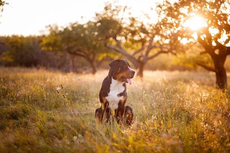 The great swiss mountain dog sitting in the grass and breathes with his tongue hanging out in sunset. The picture taken in summer in an old garden.の写真素材