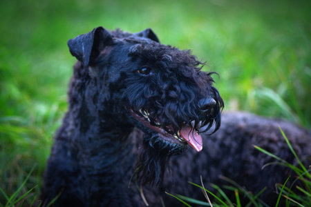 Kerry blue terrier walking outdoors in the evening. Lies in the grass in a summer park.の写真素材