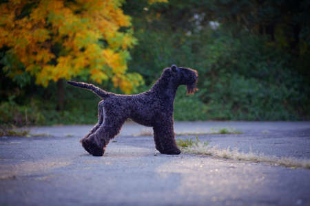 Kerry Blue Terrier standing on the asphalt sidewalk in autumn nature.の写真素材