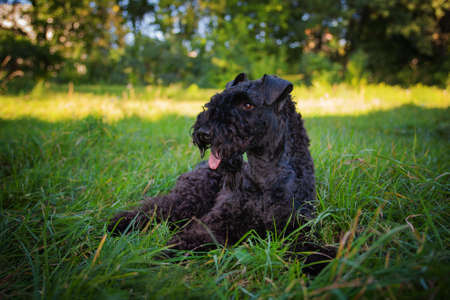 Kerry blue terrier walking outdoors in the evening. Lies in the grass in a summer park.の写真素材