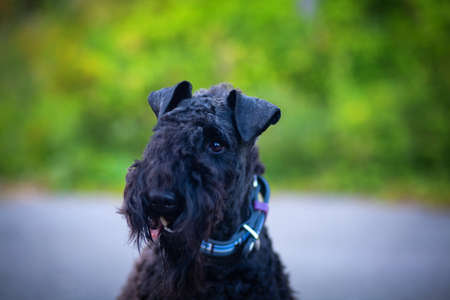 Portrait of a kerry blue terrier walking outdoors in the evening.の写真素材