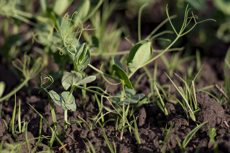 sprout of green peas close upの写真素材