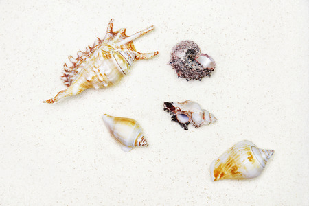cockleshells are on white sand,  top view