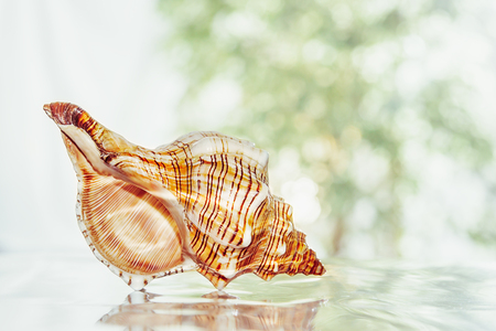 large shell on background with bokeh close-upの写真素材