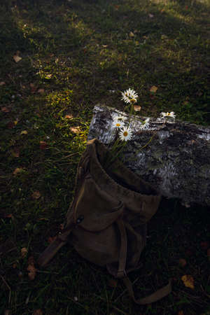 Daisies in a camping backpack next to the trunk of the birch on the background of a village lakeの写真素材