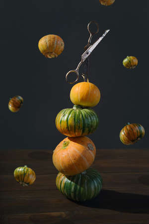 a pyramid of small yellow and green pumpkins is on a wooden table and old rusty scissors are stuck in the top pumpkin as if in the head, and other pumpkins are flying around in the air, close upの写真素材