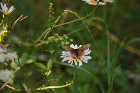 a brown butterfly is found on a white Daisy in a summer forest