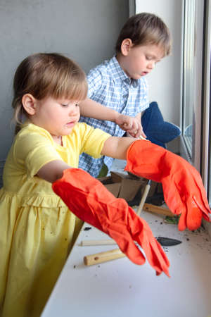 children are engaged in planting peas in an apartment near an illuminated windowの写真素材