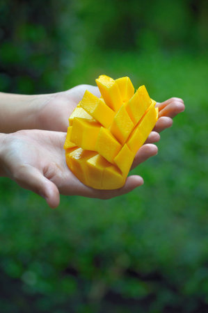 Yellow mango on green background